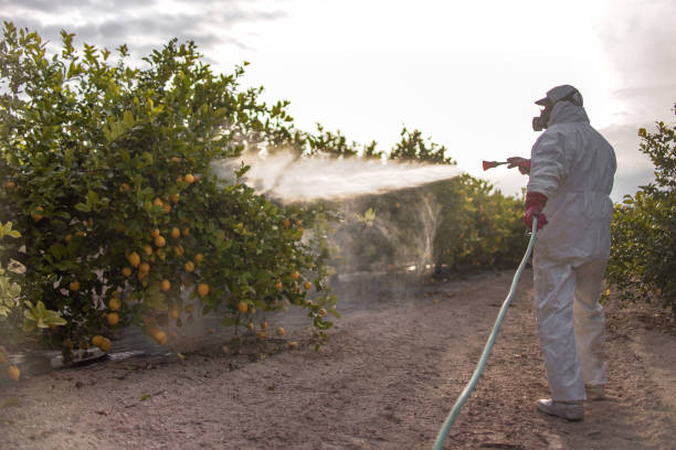 Best Affordable Pest Control Services  in Holly Springs, NC